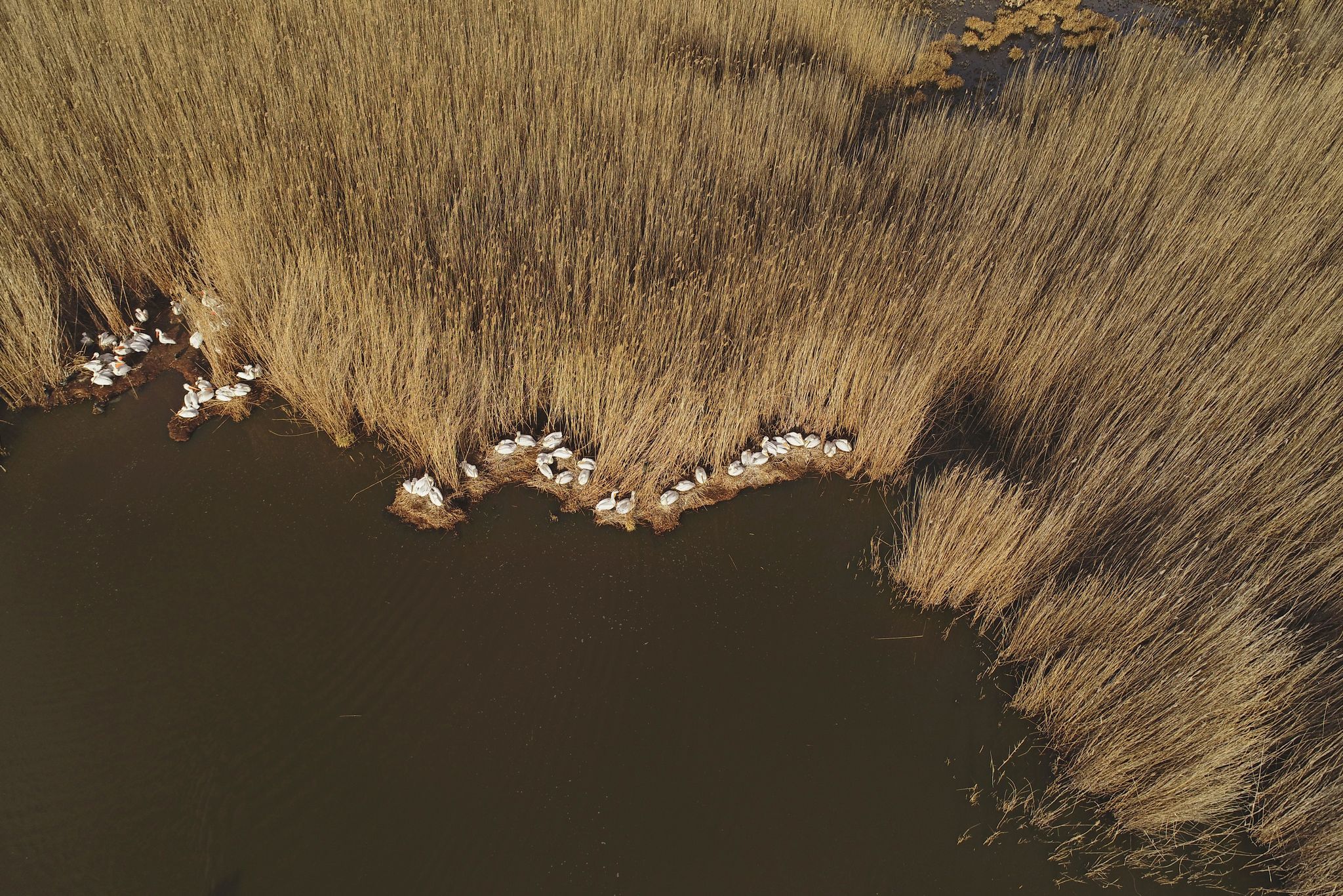 argyropelekanoi_prespa_5.jpg argyropelekanoi_prespa_5.jpg