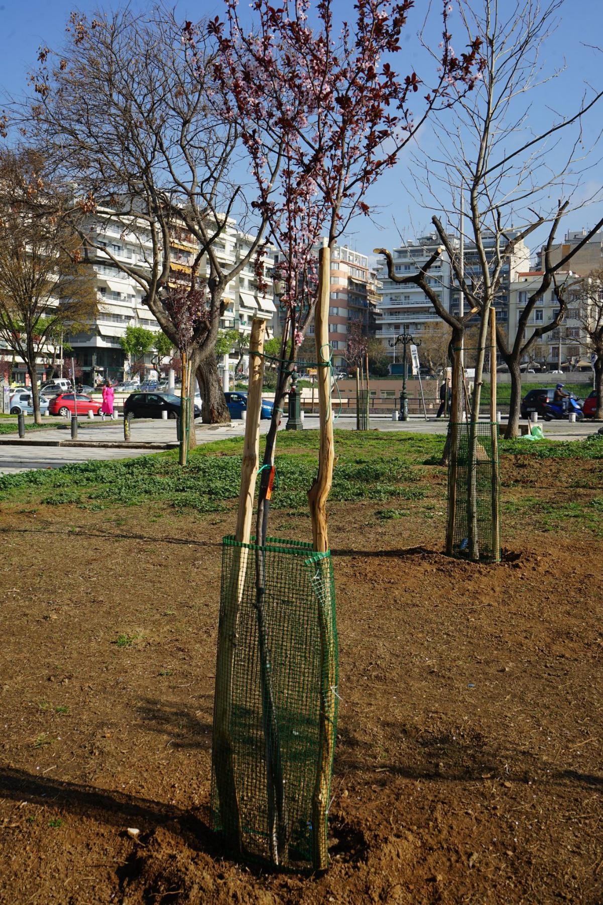 dentra_plateia_agoras_2.jpg dentra_plateia_agoras_2.jpg