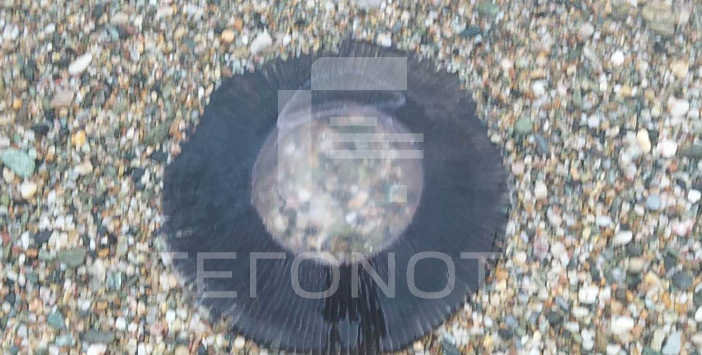 medoyusa.jpg medoyusa.jpg