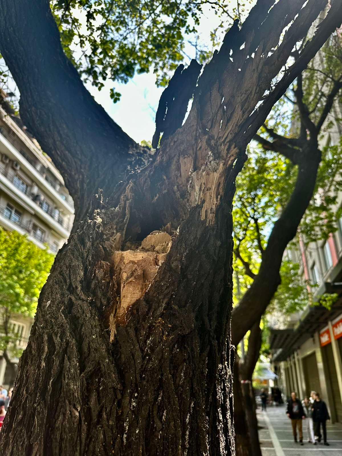 dentro_tsimiski_2.jpg dentro_tsimiski_2.jpg