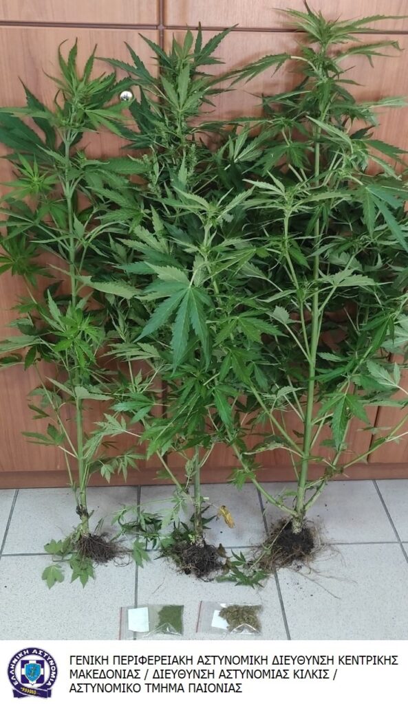 kannabi_lagkadas.jpeg kannabi_lagkadas.jpeg