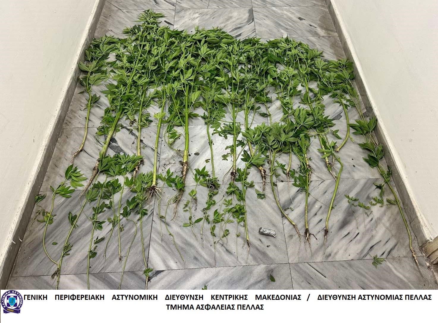 katashesi_dendryllion_kannabis_1i_periptosi_t.a._pellas.jpg katashesi_dendryllion_kannabis_1i_periptosi_t.a._pellas.jpg