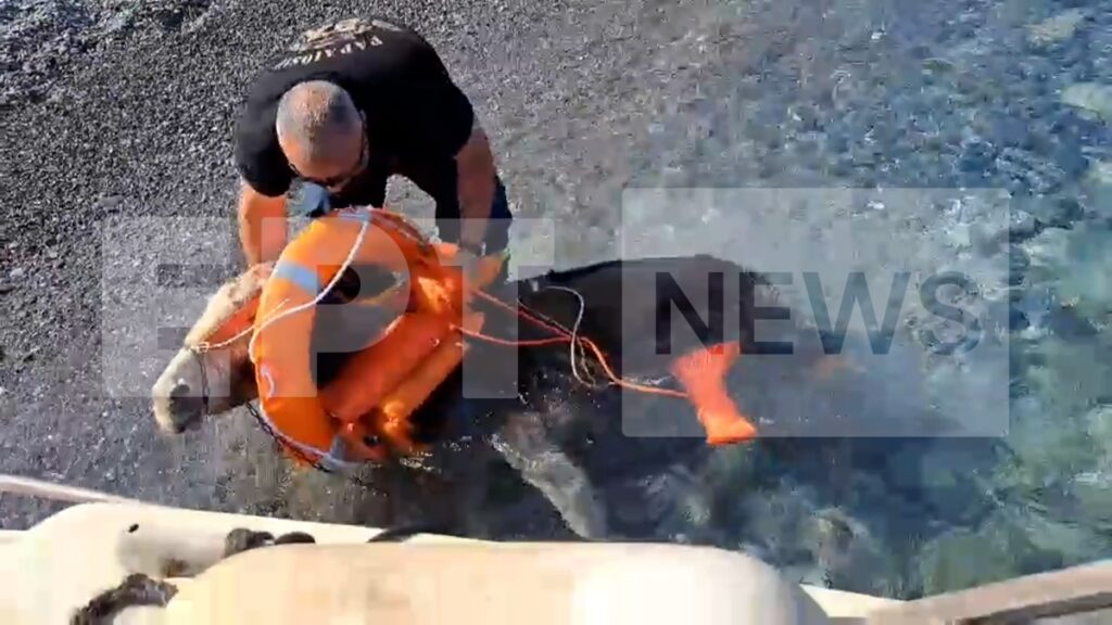 karpathos_diasosi_gaidoyria_2.jpeg karpathos_diasosi_gaidoyria_2.jpeg