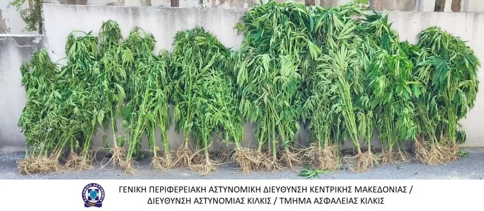 katashesi-dendryllion-kannabis.png katashesi-dendryllion-kannabis.png