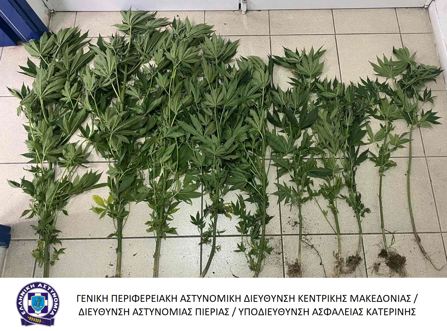katashesi_dendryllion_kannabis.jpg katashesi_dendryllion_kannabis.jpg