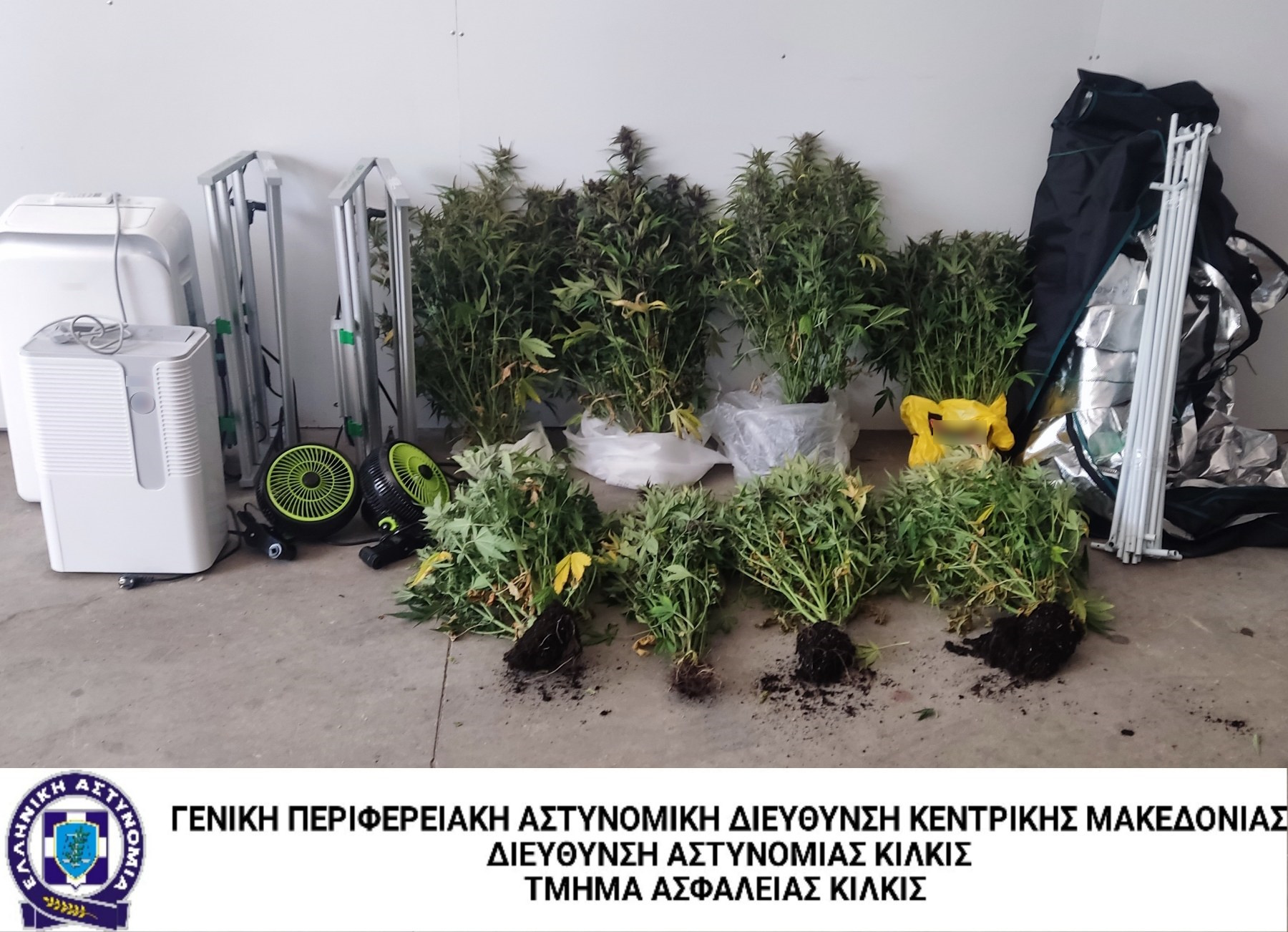 katashesi_dendryllion_kannabis_ta_kilkis.jpg katashesi_dendryllion_kannabis_ta_kilkis.jpg