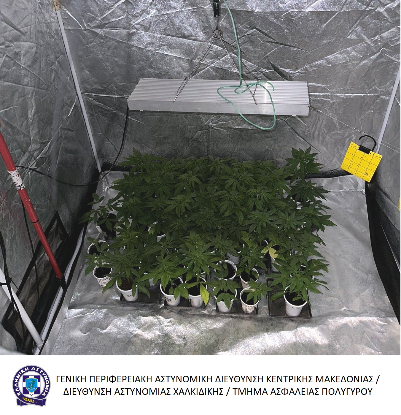 katashesi_fyton_kannabis.jpg katashesi_fyton_kannabis.jpg