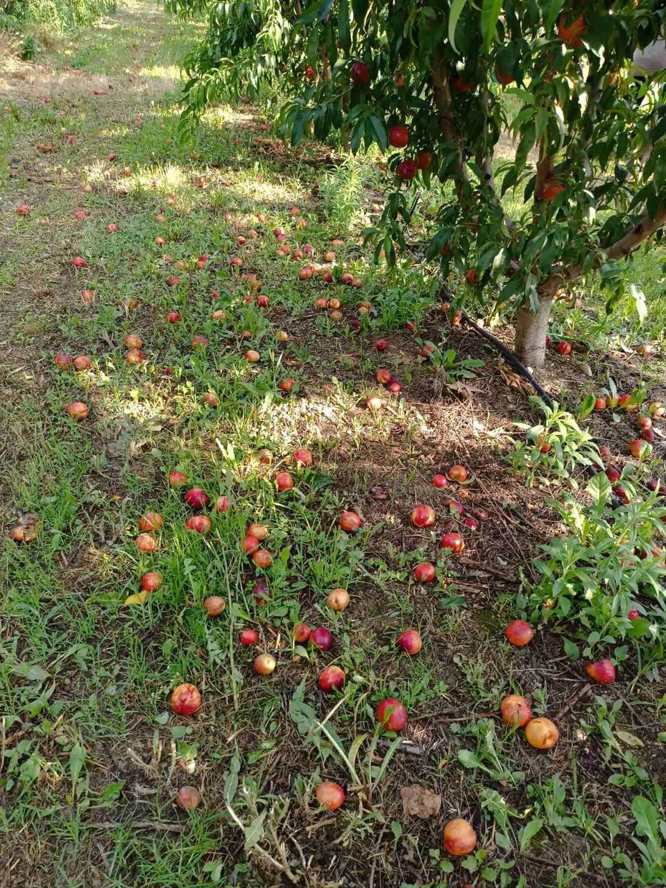 zimies_mpourini_belbento_3.jpg zimies_mpourini_belbento_3.jpg