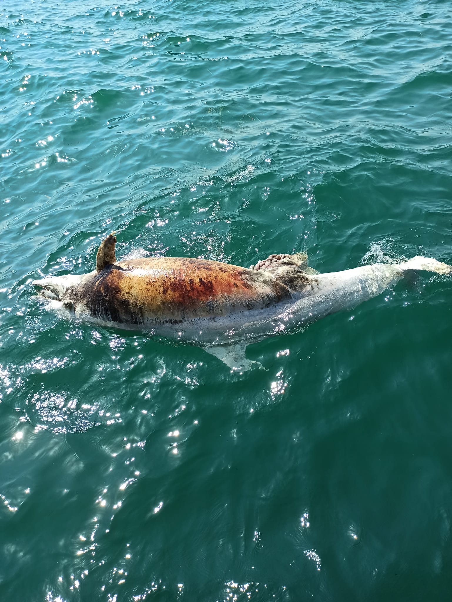 delfini.jpg delfini.jpg