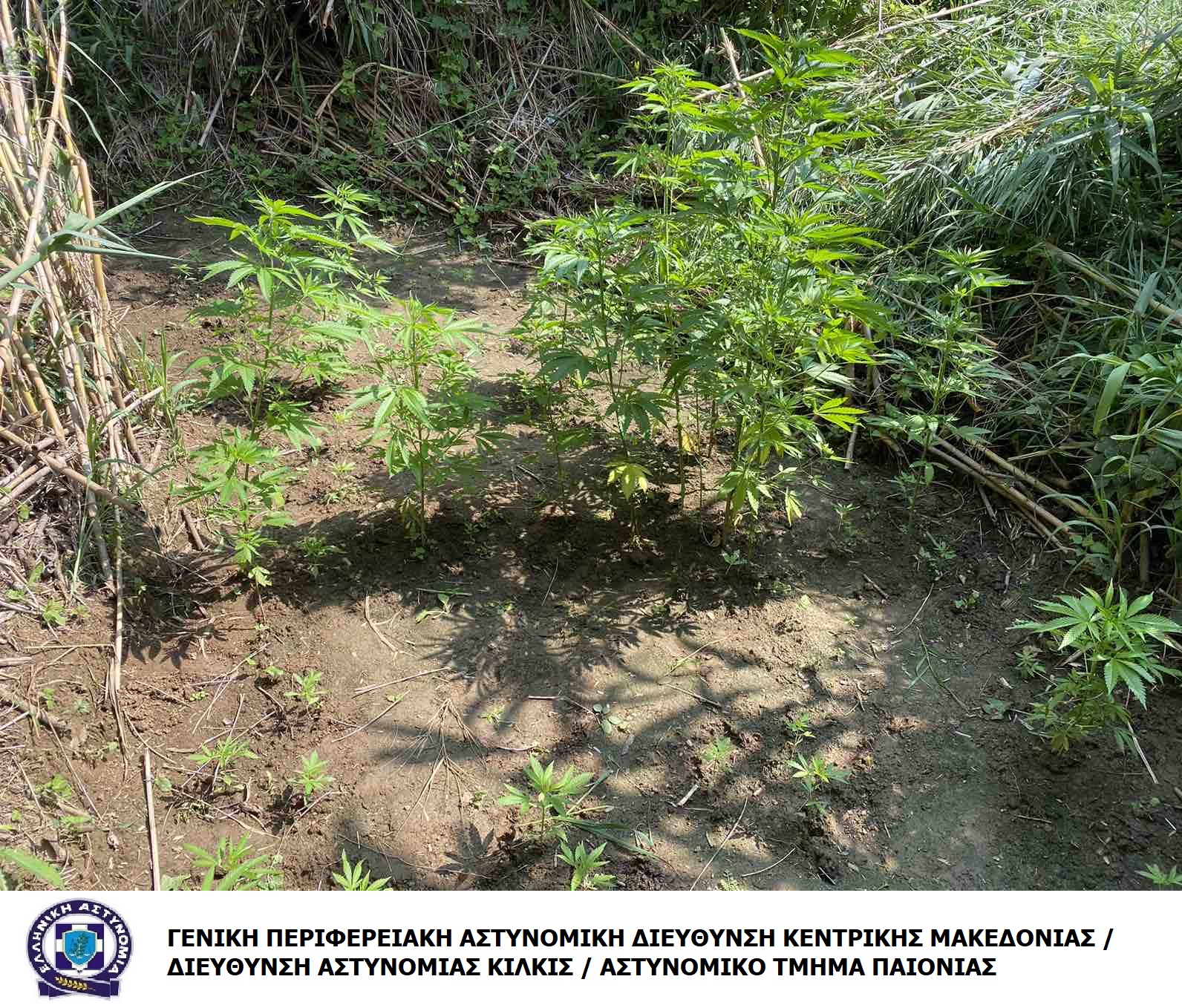 katashesi_dendryllion_kannabis_at_paionias.jpg katashesi_dendryllion_kannabis_at_paionias.jpg