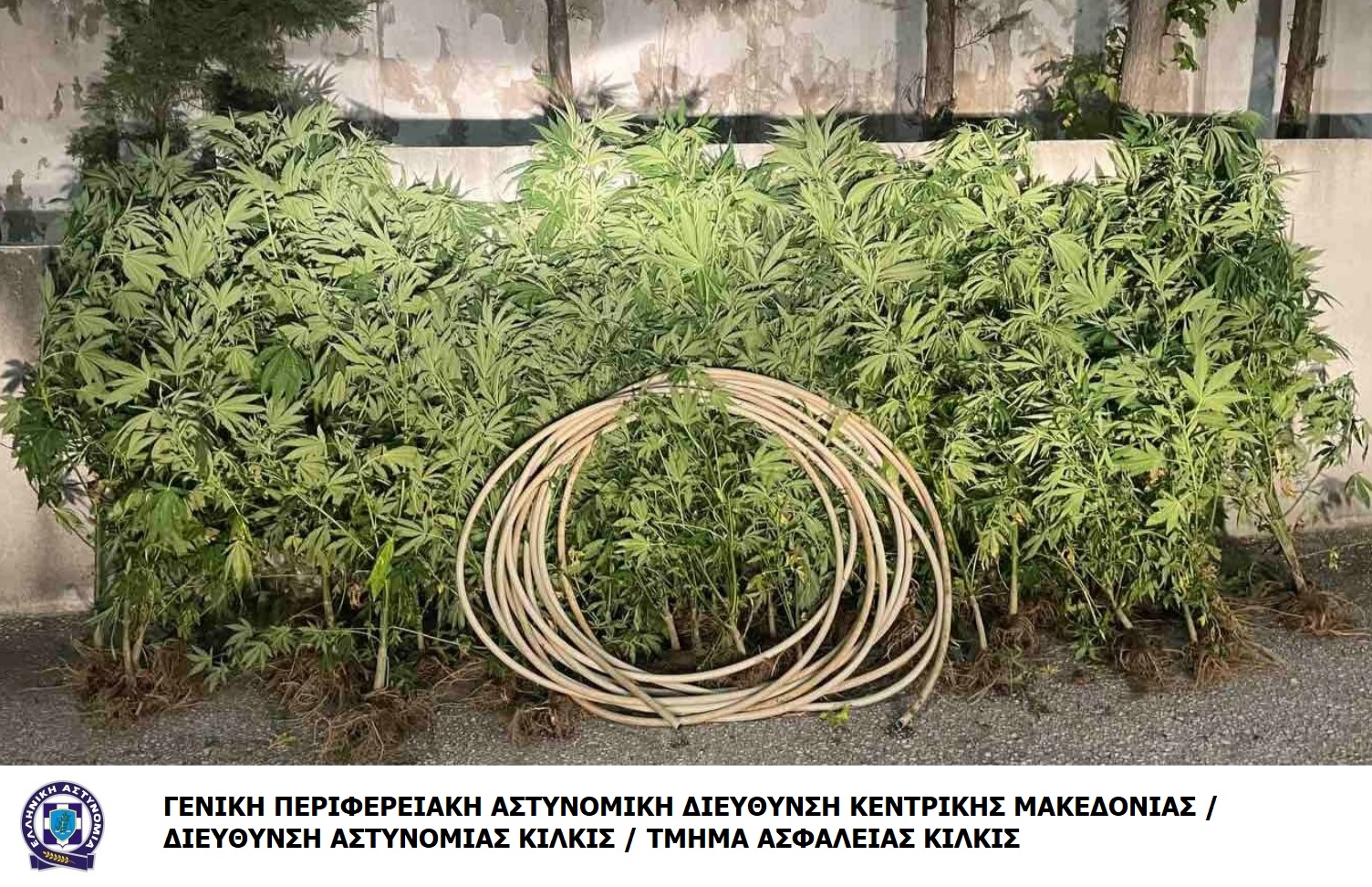 katashesi_dendryllion_kannabis_t.a.kilkis.jpg katashesi_dendryllion_kannabis_t.a.kilkis.jpg