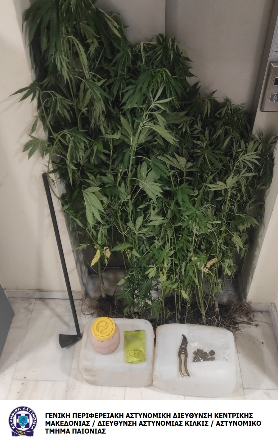 katashesidendryllionkannabisatpaionias.jpg katashesidendryllionkannabisatpaionias.jpg