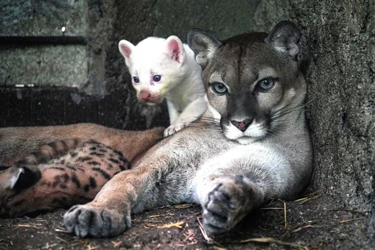 albino-puma.jpg albino-puma.jpg