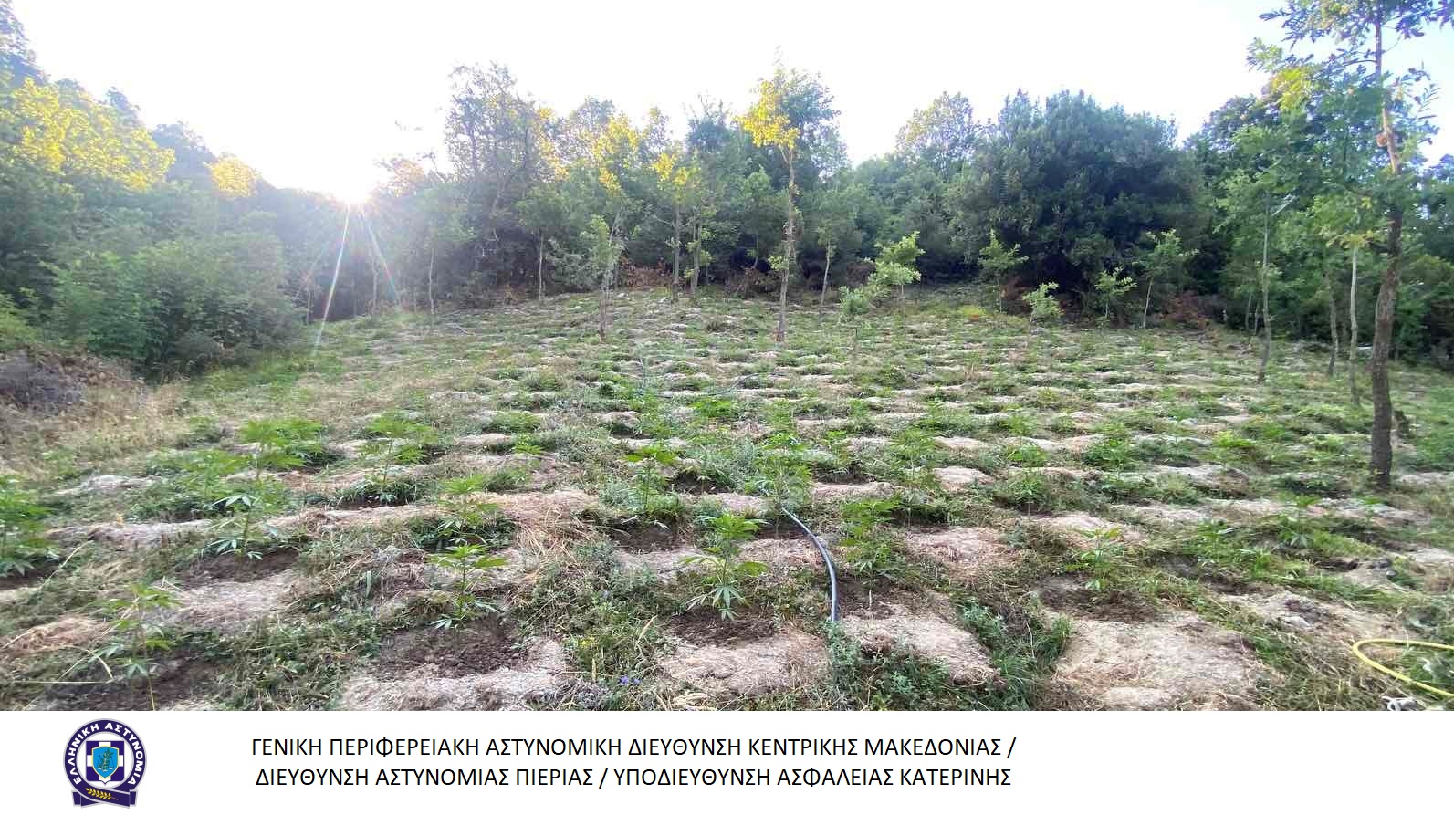 fyteia_kannabi_larisa_1.jpg fyteia_kannabi_larisa_1.jpg
