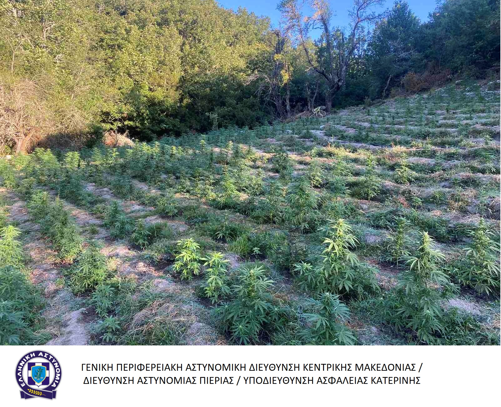 fyteia_kannabi_larisa_3.jpg fyteia_kannabi_larisa_3.jpg