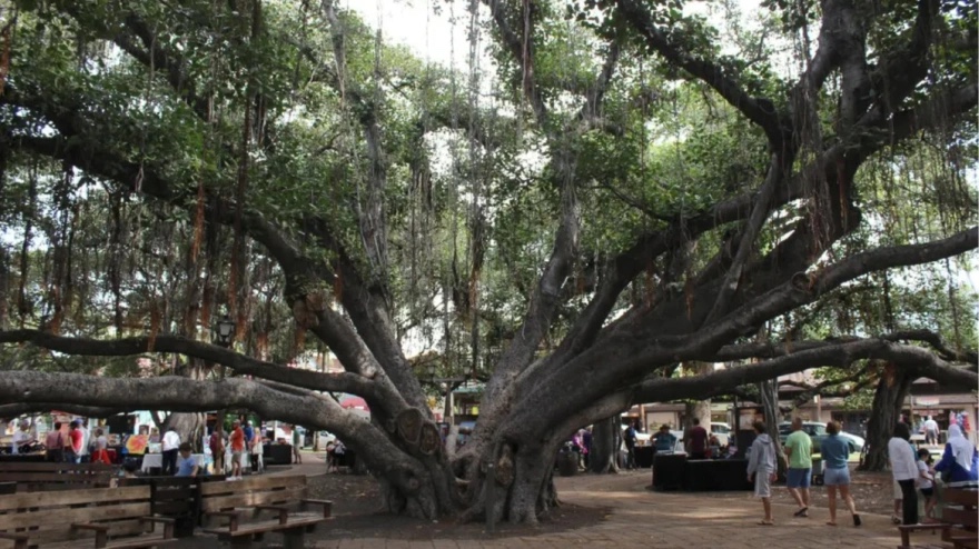 hawaii_tree.jpg hawaii_tree.jpg