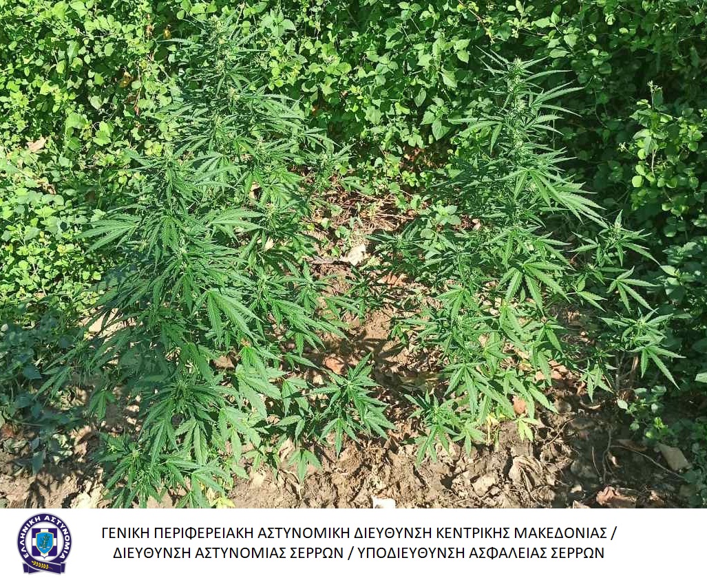 syllipsi_gia_kalliergeia_dendryllion_kannabis.jpg syllipsi_gia_kalliergeia_dendryllion_kannabis.jpg
