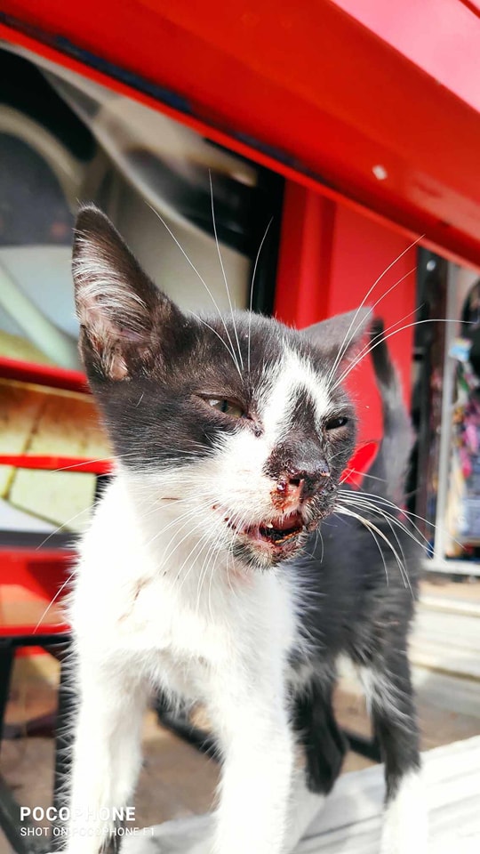 xtypimeni_gata_kalamaria_2.jpeg xtypimeni_gata_kalamaria_2.jpeg