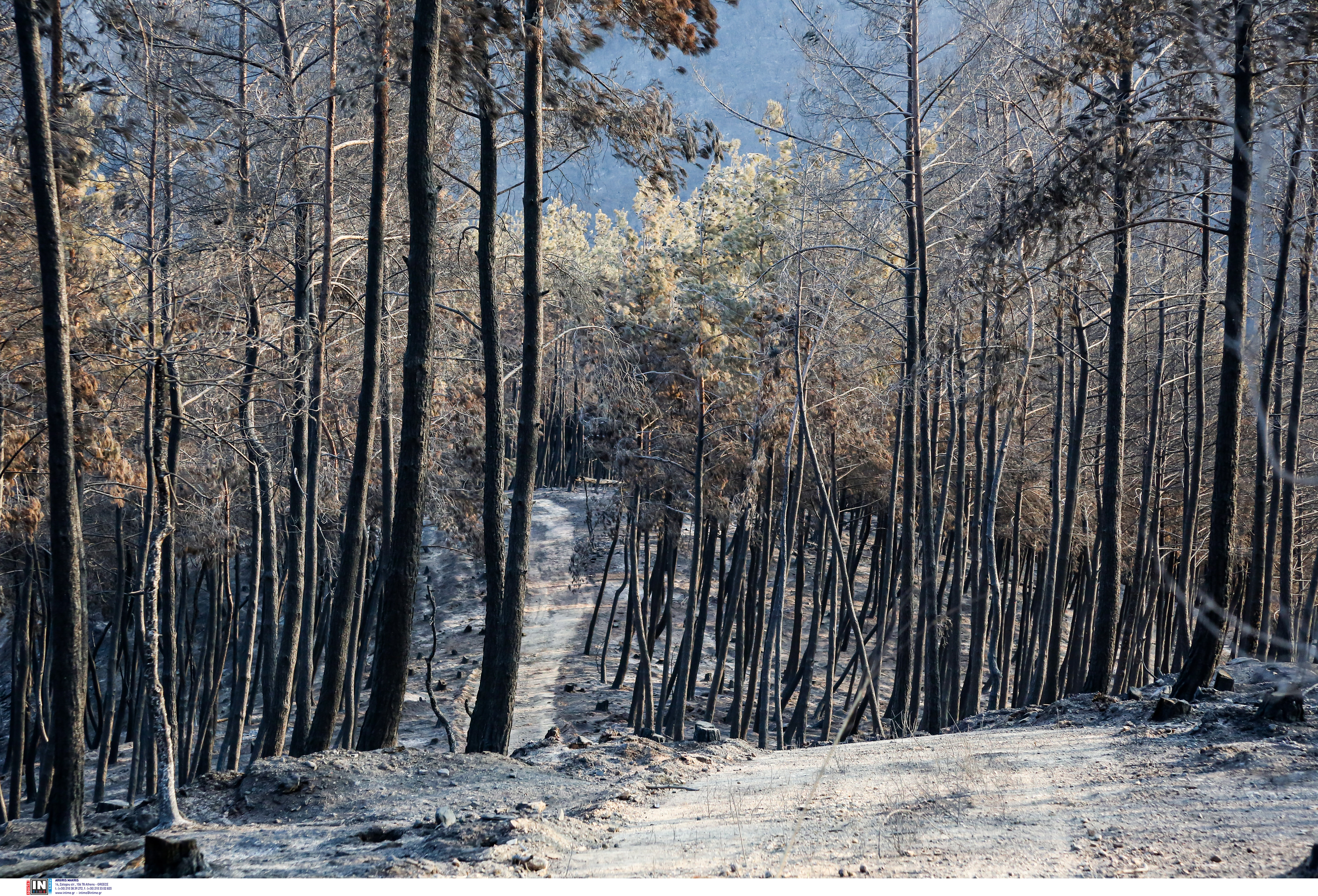fotia-evros-dadia_8.jpg fotia-evros-dadia_8.jpg