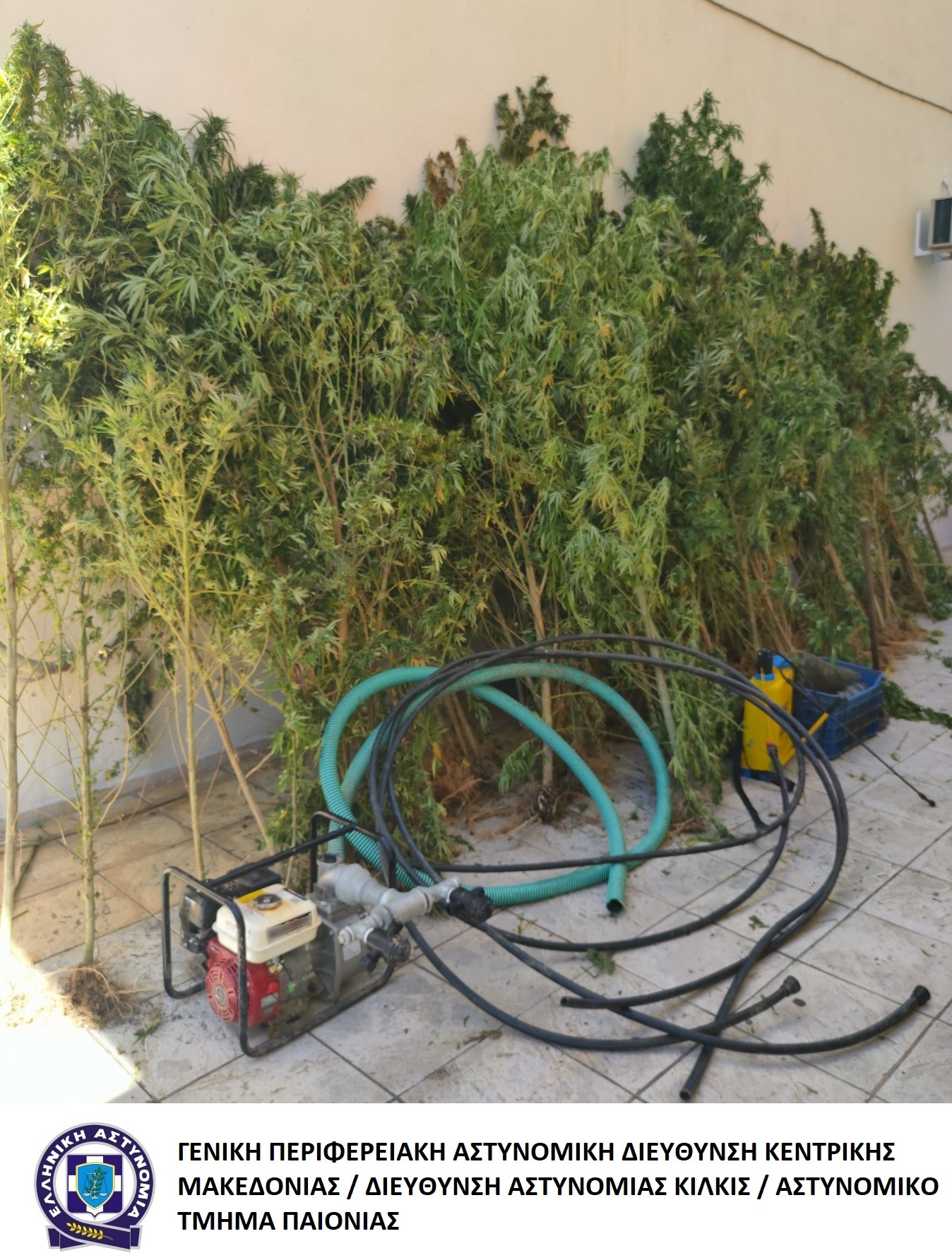 katashesi_dendryllion_kannabis_at_paionias.jpg katashesi_dendryllion_kannabis_at_paionias.jpg