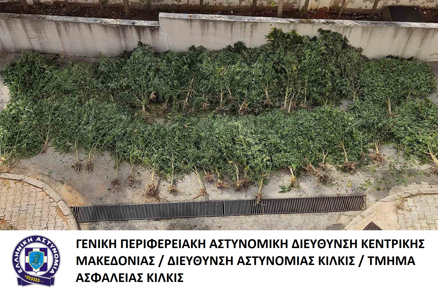 katashesi_dendryllion_kannabis_ta_kilkis.jpg katashesi_dendryllion_kannabis_ta_kilkis.jpg