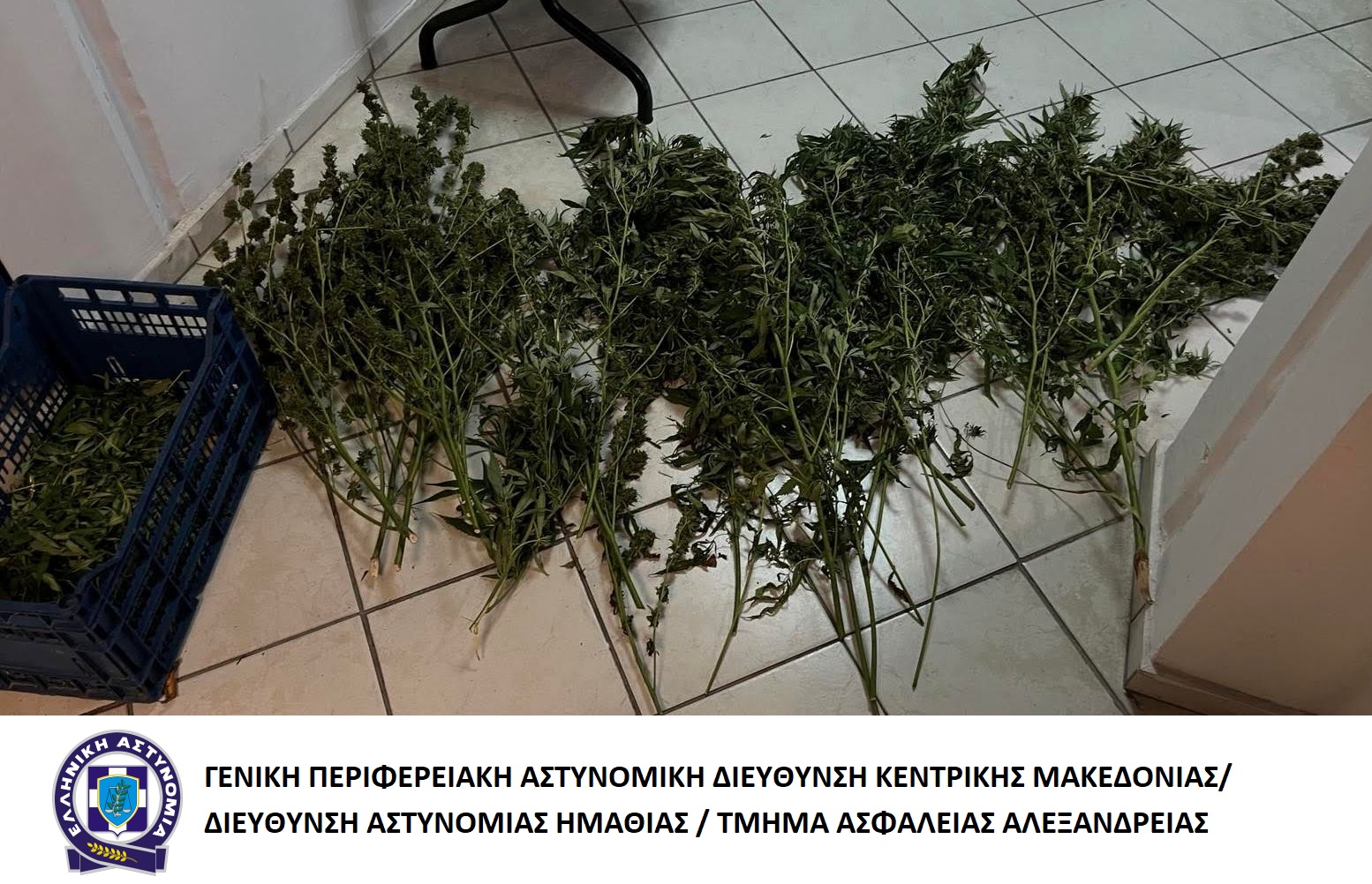 katashesi_kannabis_ta_alexandreias.jpg katashesi_kannabis_ta_alexandreias.jpg