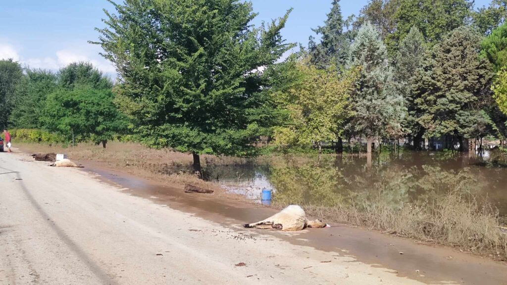 plimmyres_kalybia_trikala_5.jpeg plimmyres_kalybia_trikala_5.jpeg