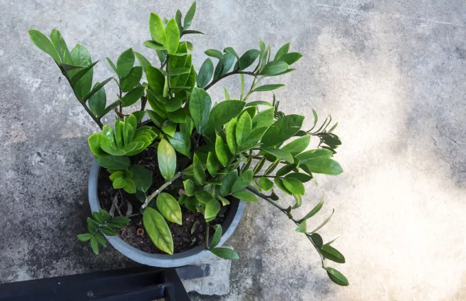 zamia.png zamia.png