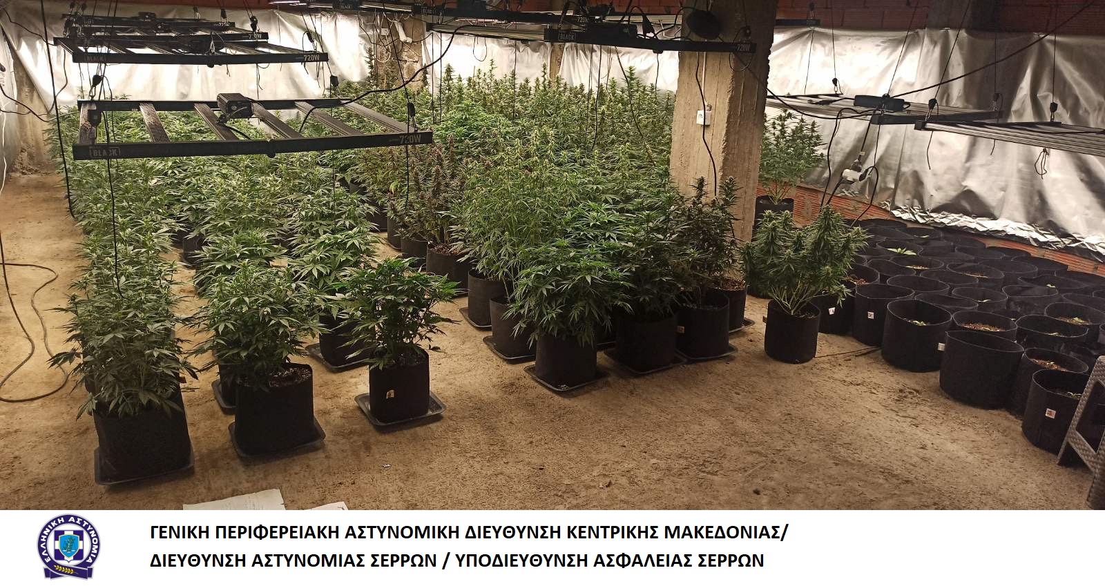 katashesi_dendryllion_kannabis_1_y.a._serron.jpg katashesi_dendryllion_kannabis_1_y.a._serron.jpg