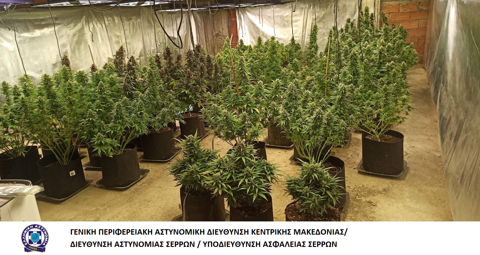 katashesi_dendryllion_kannabis_2_y.a._serron.jpg katashesi_dendryllion_kannabis_2_y.a._serron.jpg