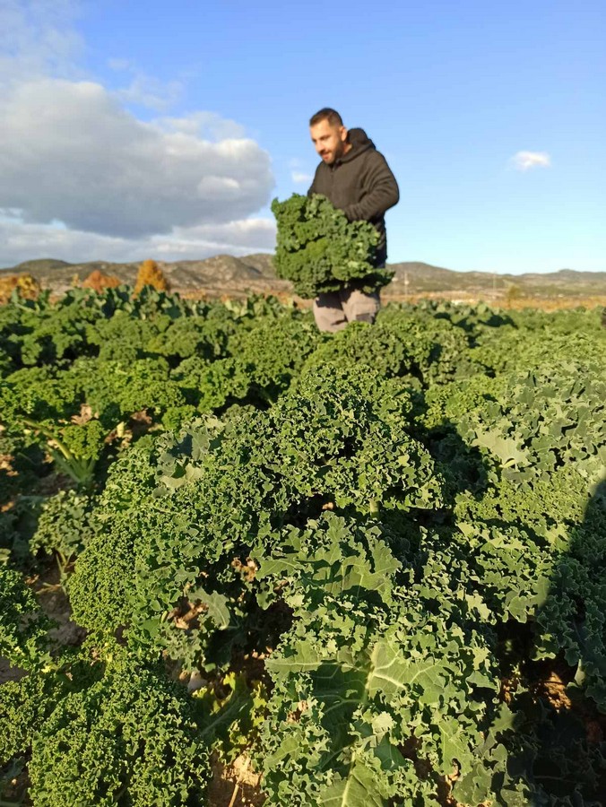 zarzavat-10.jpg zarzavat-10.jpg