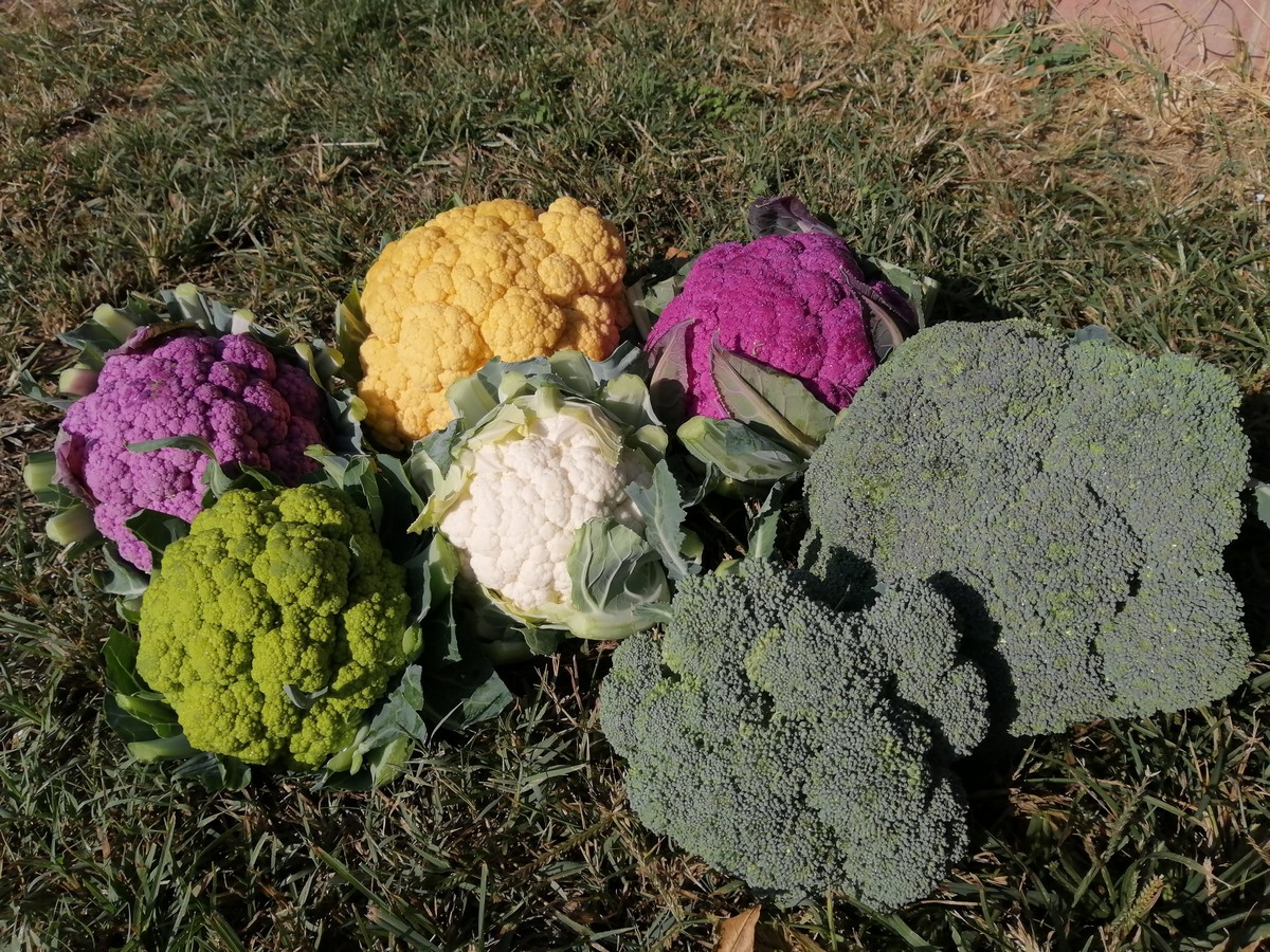 zarzavat-2.jpg zarzavat-2.jpg