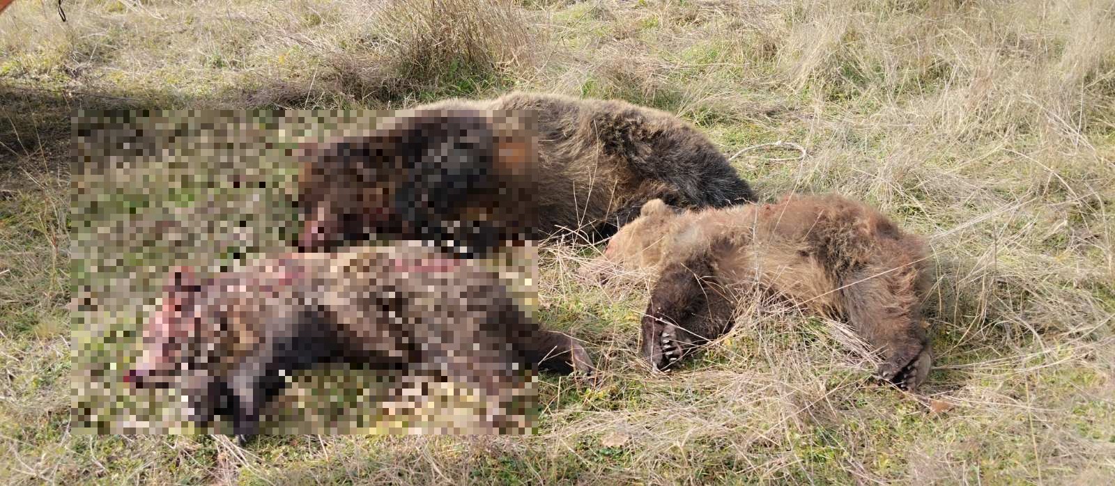 nekres_arkoudes_1.jpg nekres_arkoudes_1.jpg