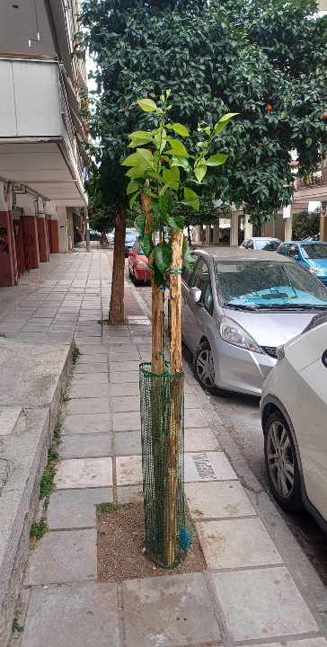 dentra_thessaloniki_1.jpg dentra_thessaloniki_1.jpg