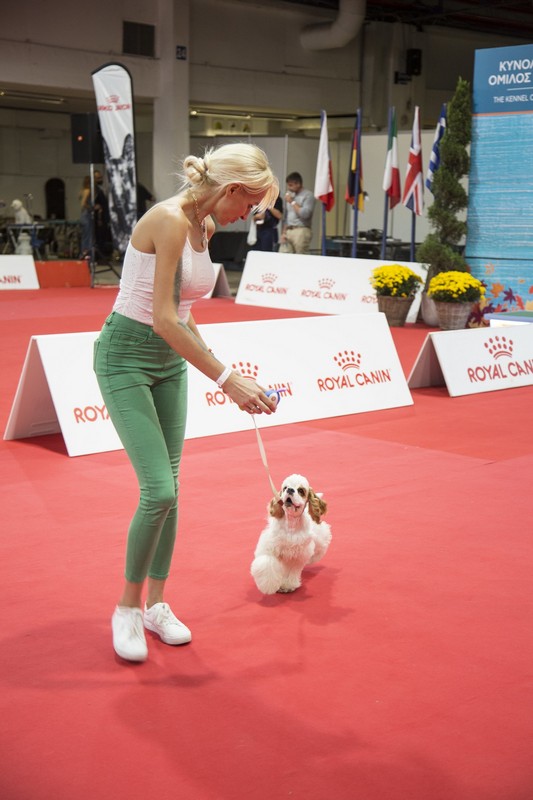 discover_dogs_6.jpg discover_dogs_6.jpg