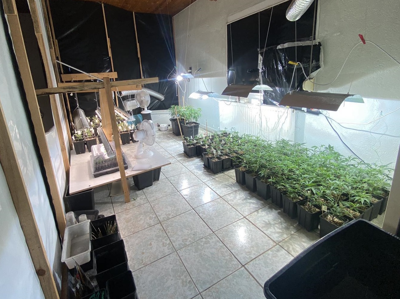katashesi_dendryllion_kannabis_4_apo_4_ya_katerinis.jpg katashesi_dendryllion_kannabis_4_apo_4_ya_katerinis.jpg