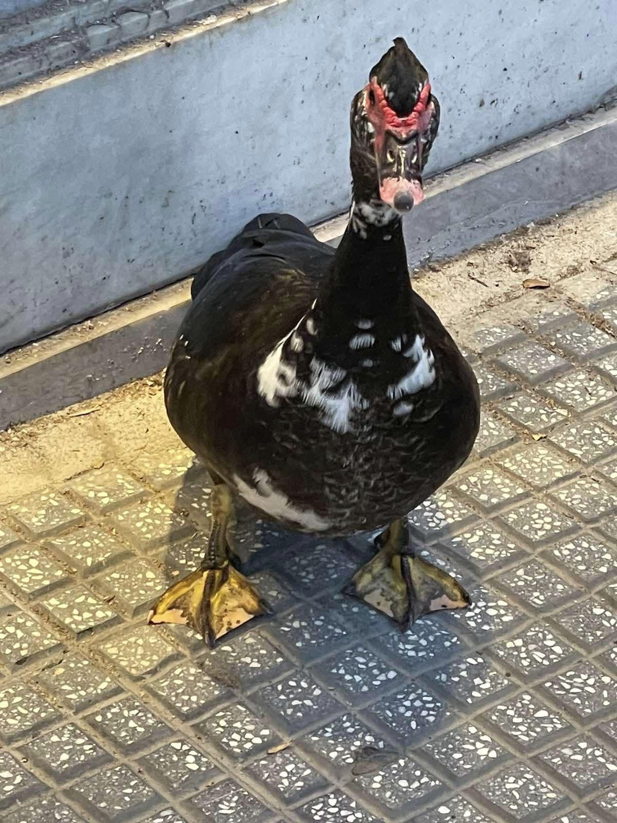 papia.jpg papia.jpg