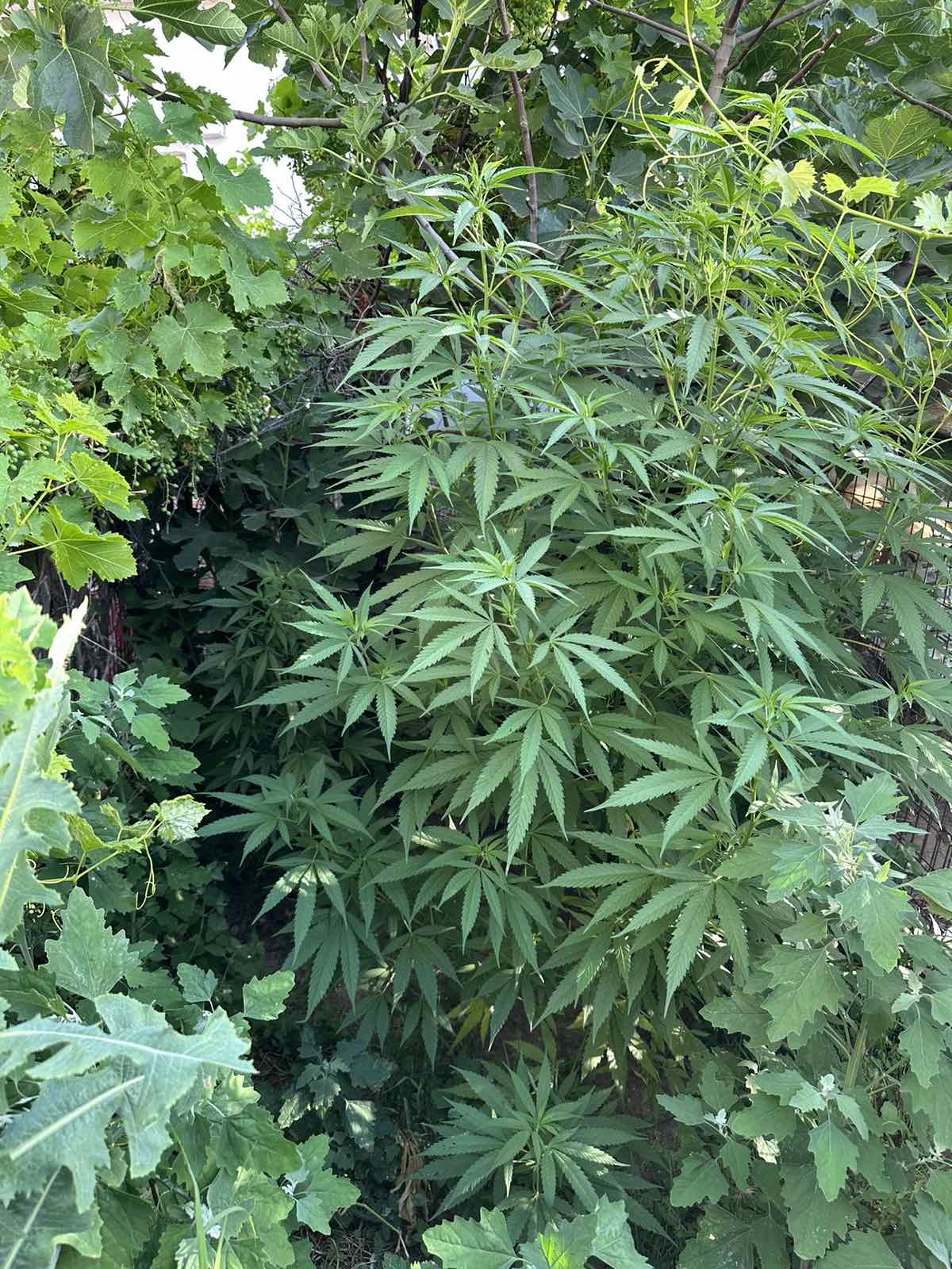 2i_periptosi_-_katashesi_dendryllion_kannabis_at_paionias.jpg 2i_periptosi_-_katashesi_dendryllion_kannabis_at_paionias.jpg