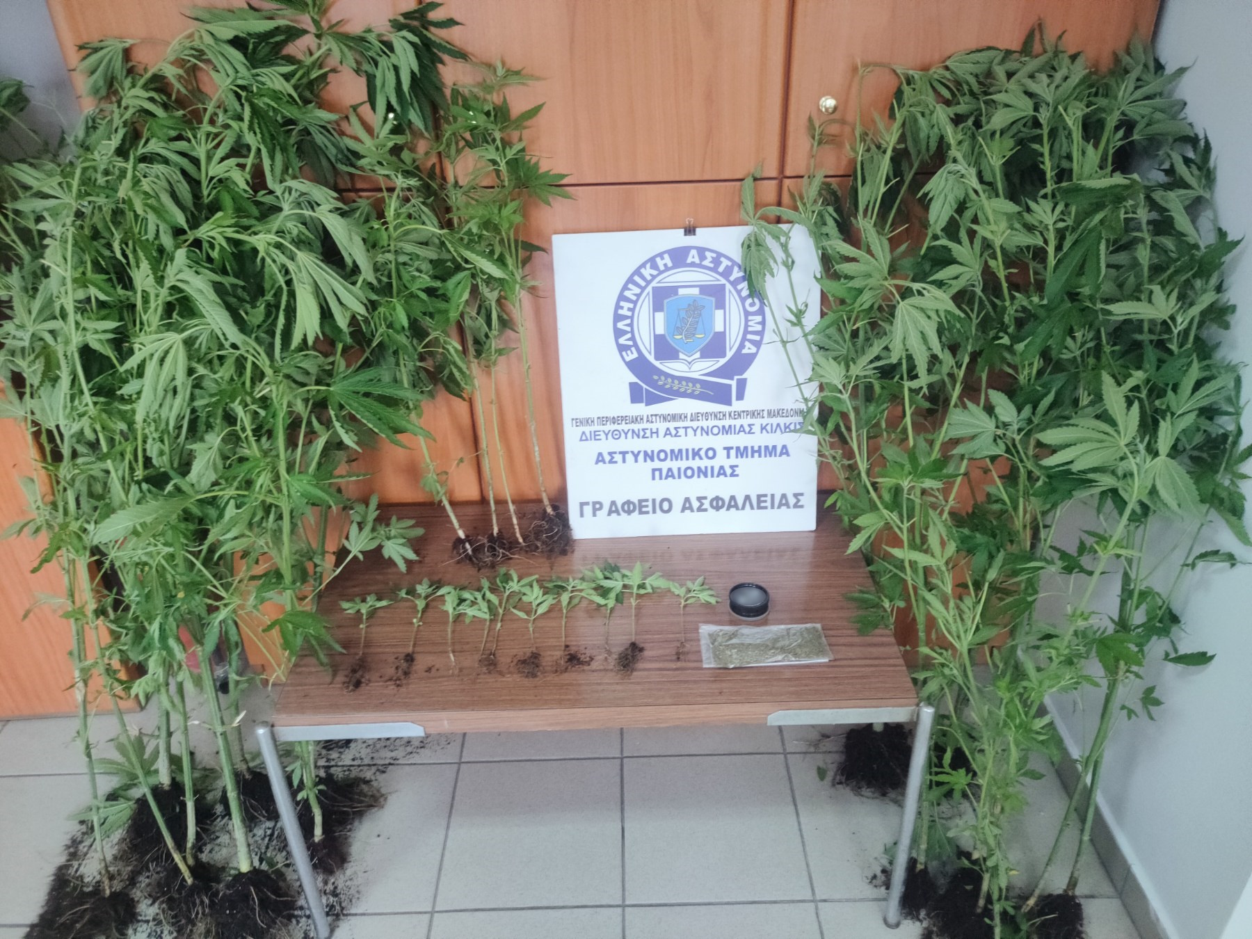 katashesi_dendryllion_kannabis_at_paionias.jpg katashesi_dendryllion_kannabis_at_paionias.jpg