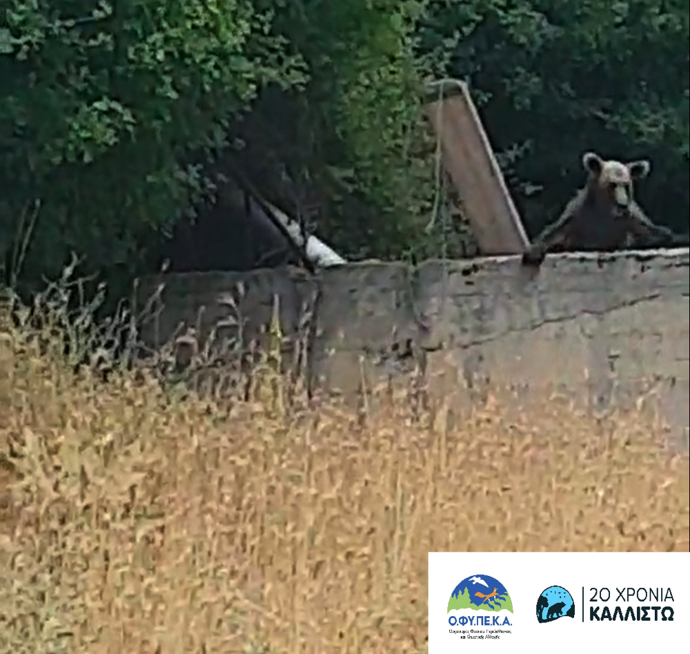arkouda_dexameni_mitsikeli_ioanninon_240628_c.jpg arkouda_dexameni_mitsikeli_ioanninon_240628_c.jpg
