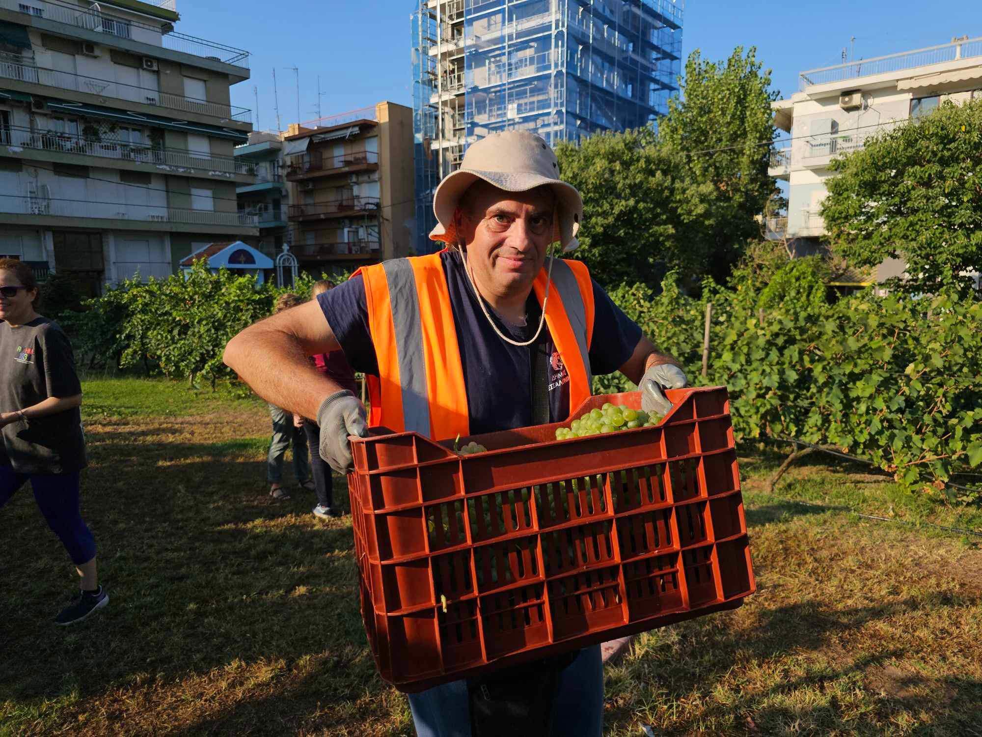trygos_astikos_ampelonas_3.jpg trygos_astikos_ampelonas_3.jpg