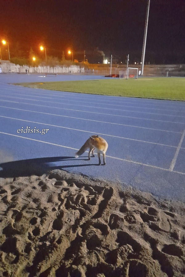 alepou_kilkis_2.jpg alepou_kilkis_2.jpg