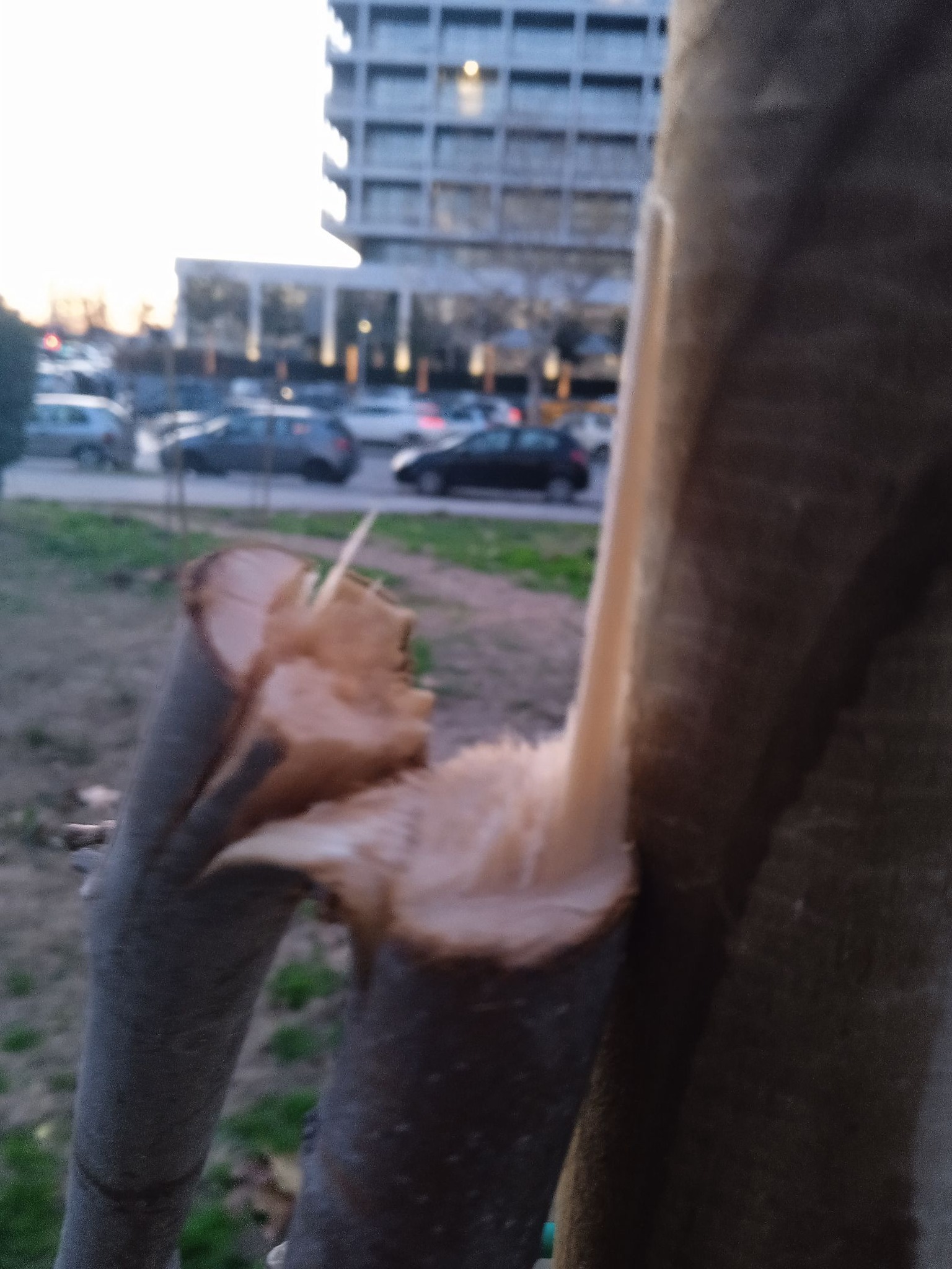 spasmena_dentra_paralia_1.jpg spasmena_dentra_paralia_1.jpg