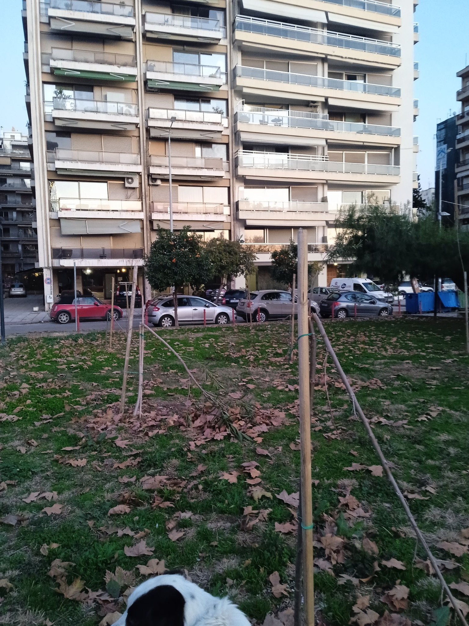 spasmena_dentra_paralia_2.jpg spasmena_dentra_paralia_2.jpg