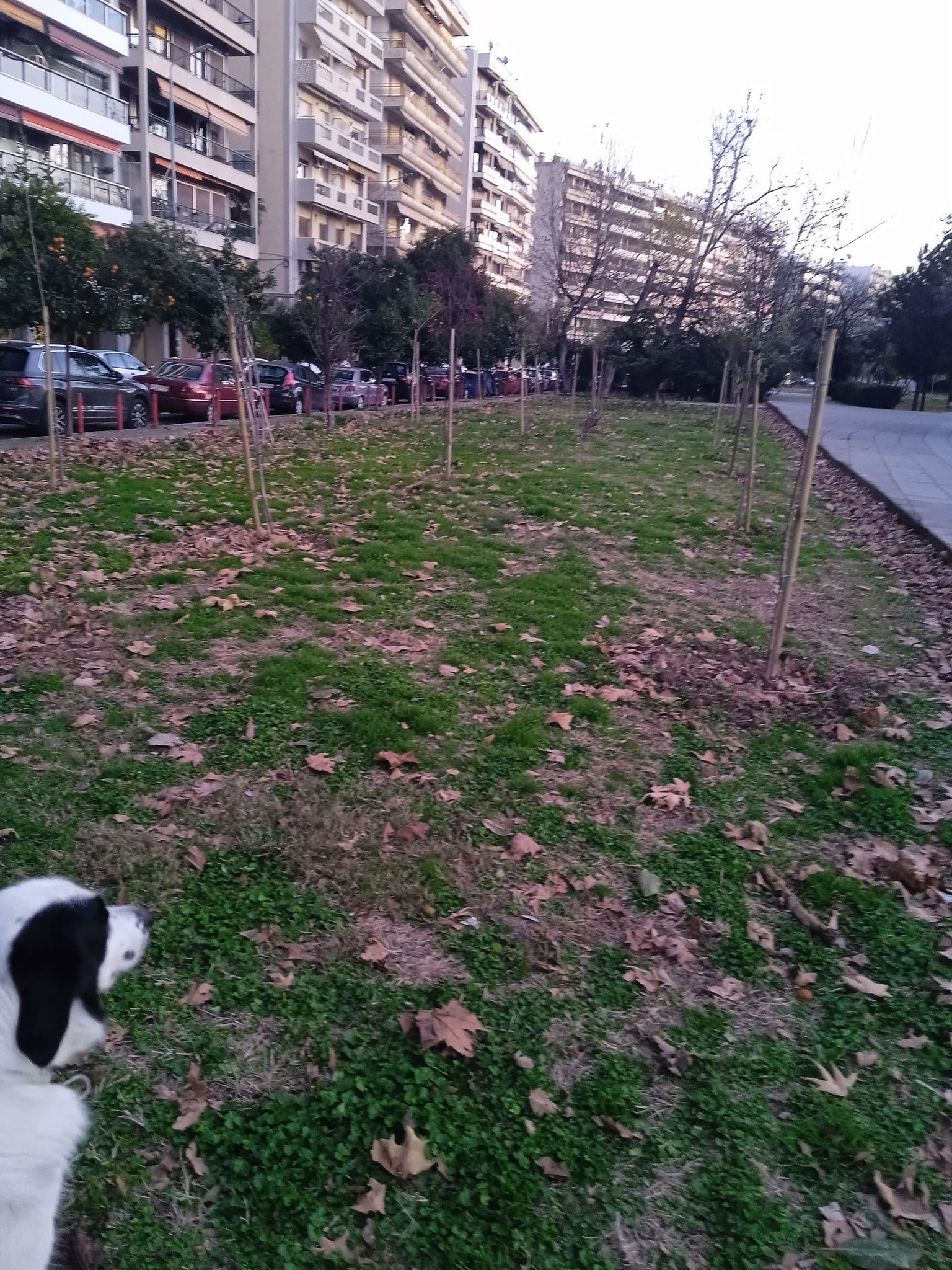 spasmena_dentra_paralia_3.jpg spasmena_dentra_paralia_3.jpg