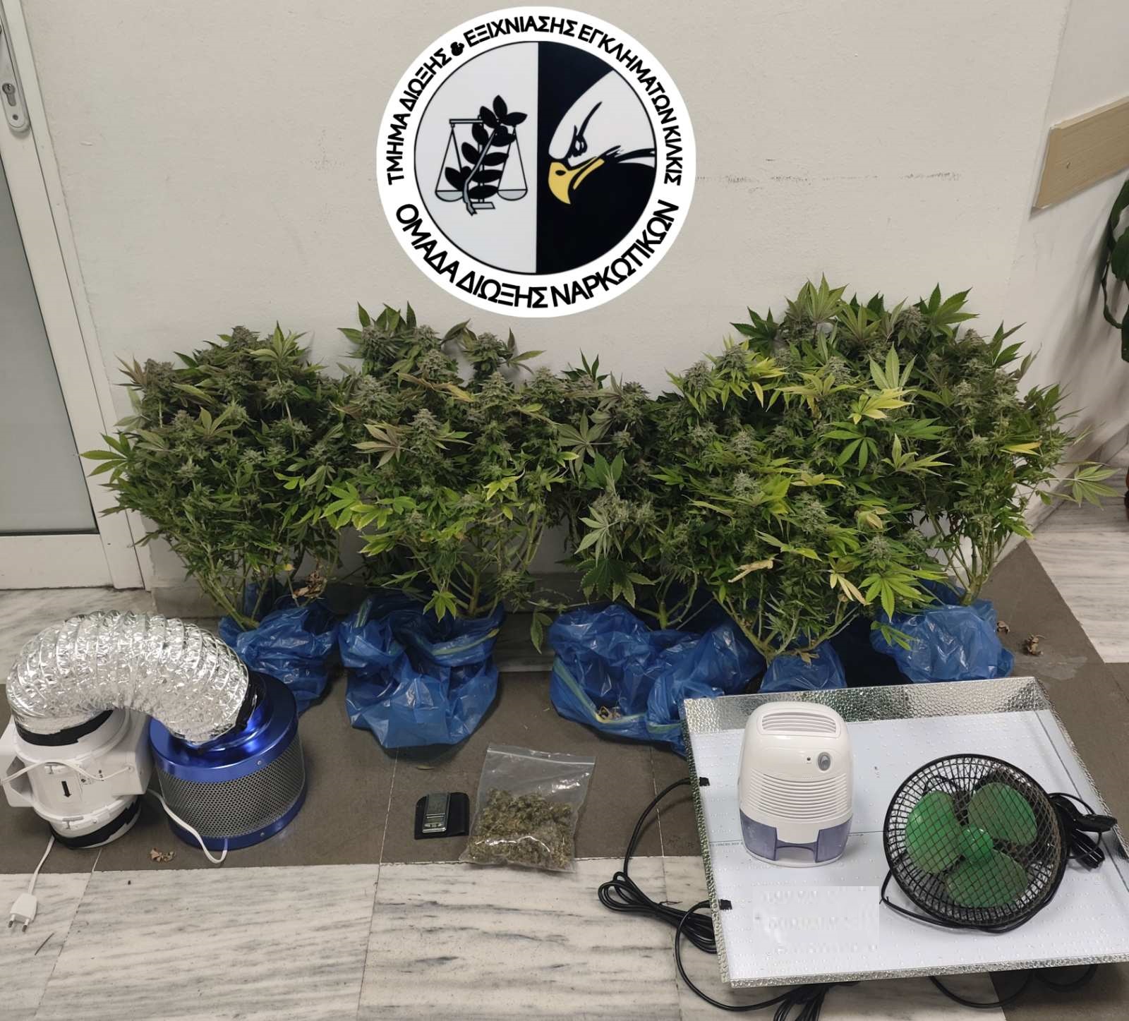 katashesi_dendryllion_kannabis_tdee_kilkis.jpg katashesi_dendryllion_kannabis_tdee_kilkis.jpg