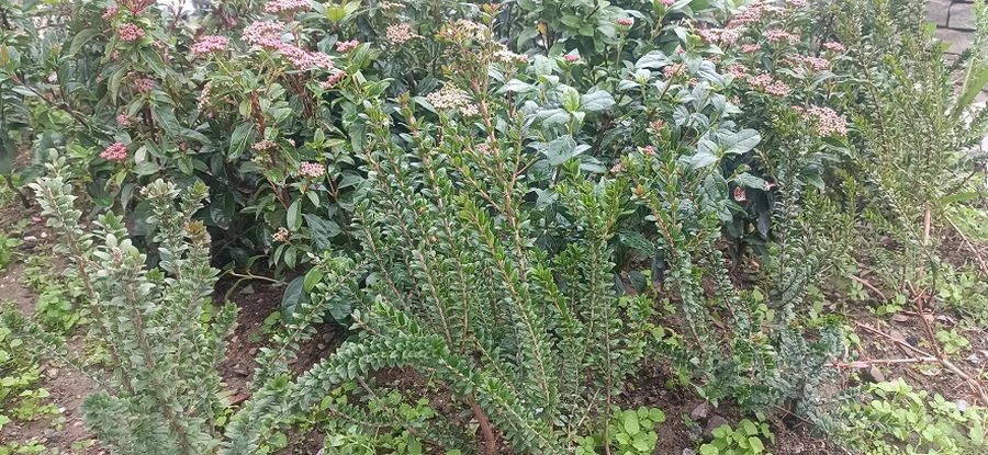 fyteuseis_dimos_neapolis_sikewn2.jpg fyteuseis_dimos_neapolis_sikewn2.jpg