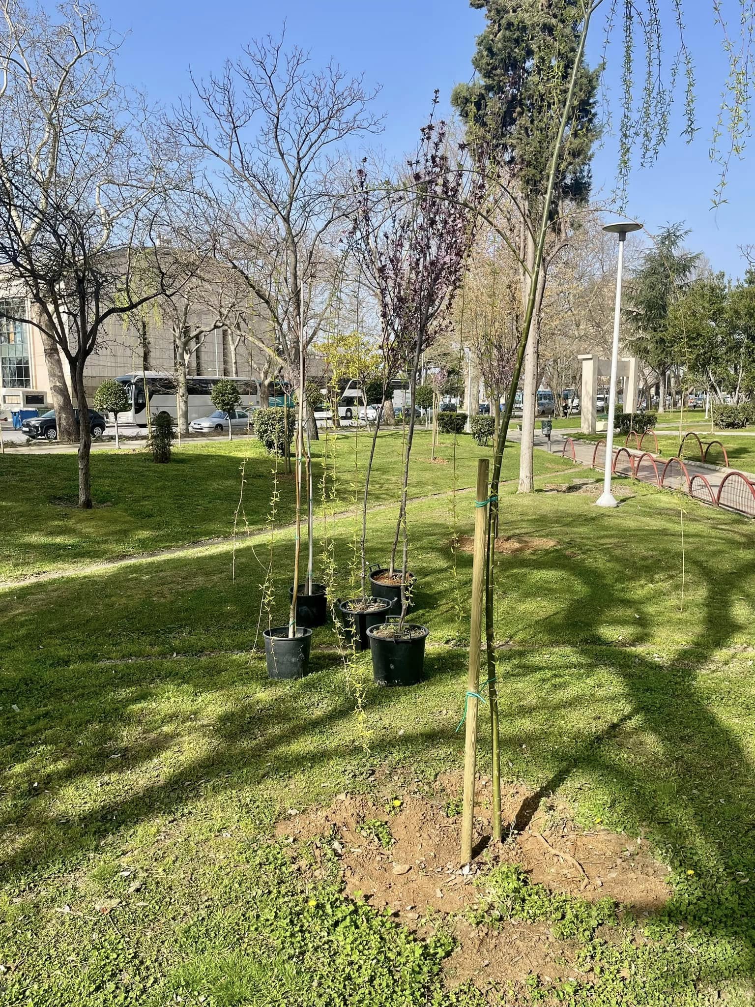 dentra_xarhakos_3.jpg dentra_xarhakos_3.jpg