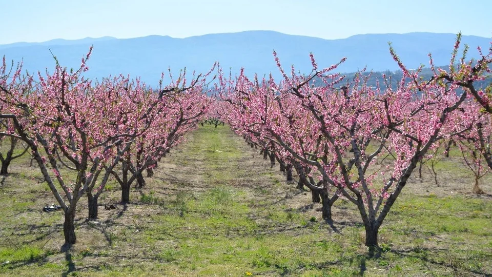 rodakinies_florina_2.jpg rodakinies_florina_2.jpg