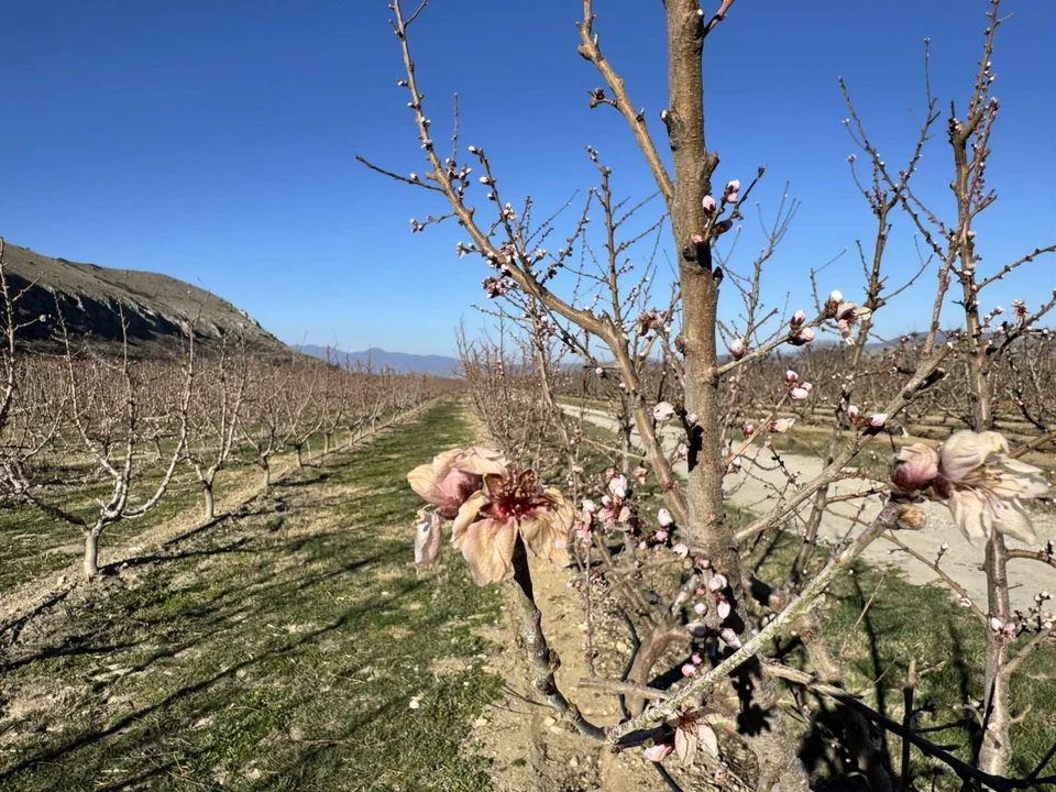 rodakinies_florina_4.jpg rodakinies_florina_4.jpg
